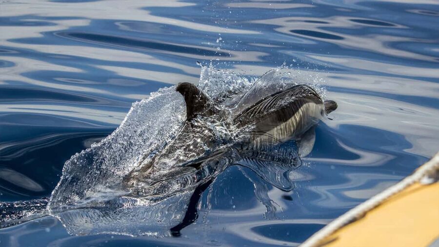 Azores Whale Watching & Islet Boat Tour - Should you book the Terra Azul trip?
