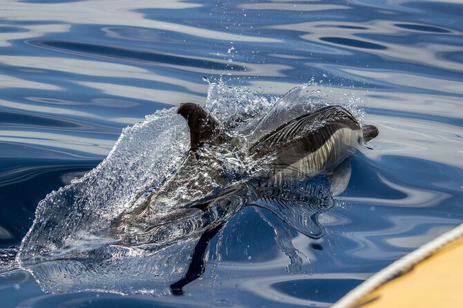 Azores Whale Watching & Islet Boat Tour - Starting at Vila Franca do Campo Marina