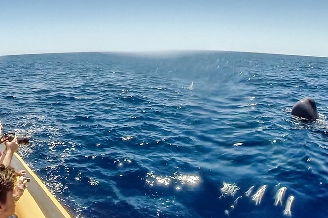 Azores Whale Watching & Islet Boat Tour - The ride’s practical comforts and rough edges