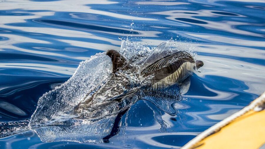 Azores Whale Watching & Islet Boat Tour - Is $70 a good value?
