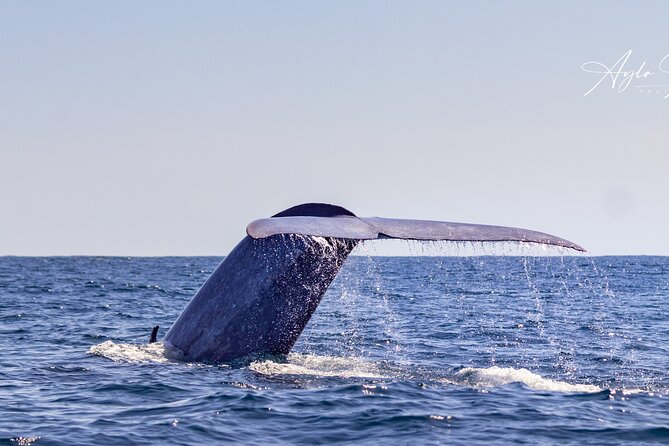 Azores Whale Watching Tour – Ponta Delgada - Arriving at Marina Pêro de Teive