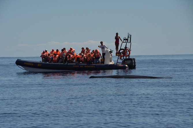 Azores Whale Watching Tour – Ponta Delgada - Following the animals into the Atlantic