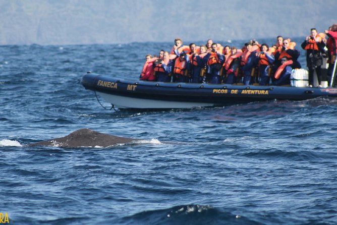 Azores Whale Watching Tour – Ponta Delgada - What the wildlife sightings can be like