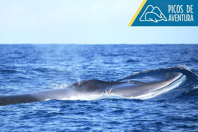 Azores Whale Watching Tour – Ponta Delgada - The guide’s role and the conservation message