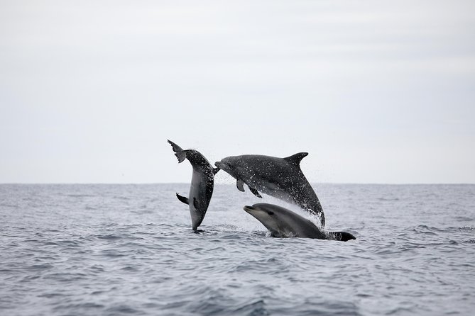 Azores Whale Watching Tour – Ponta Delgada - What the $78.60 price gets you