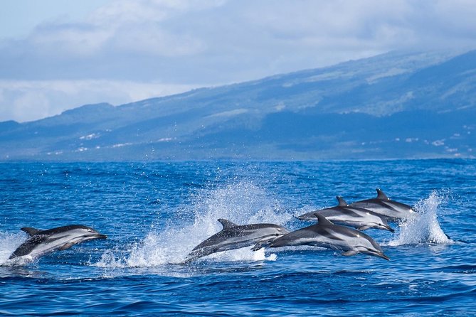 Azores Whale Watching Tour – Ponta Delgada - The speedboat or the catamaran
