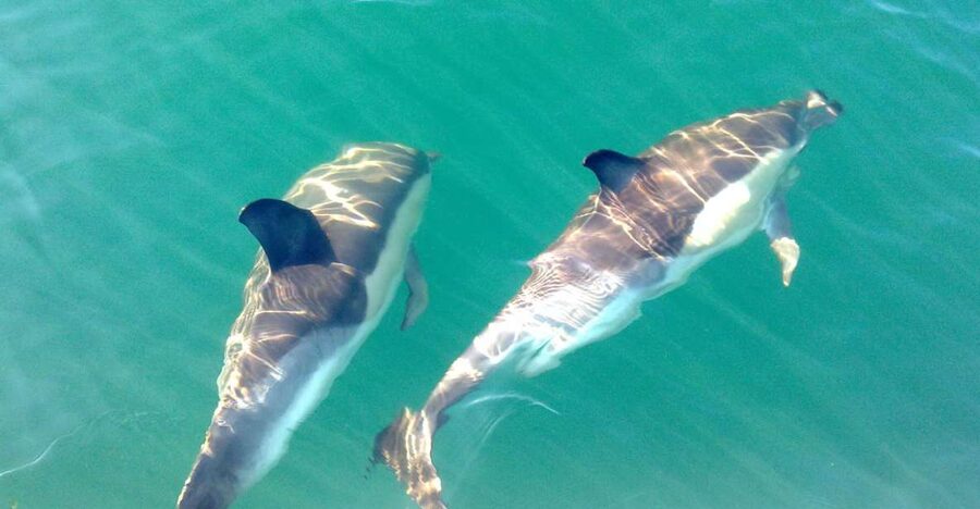 Cabanas de Tavira: Dolphin Watching Boat Tour - A 95% chance is not the same as a guarantee