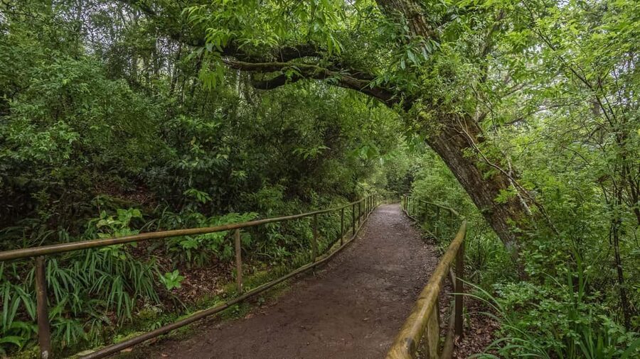 Caldeirão Verde: Queimadas PR9 Transfer and Self-Guided Hike - Why Caldeirão Verde feels different