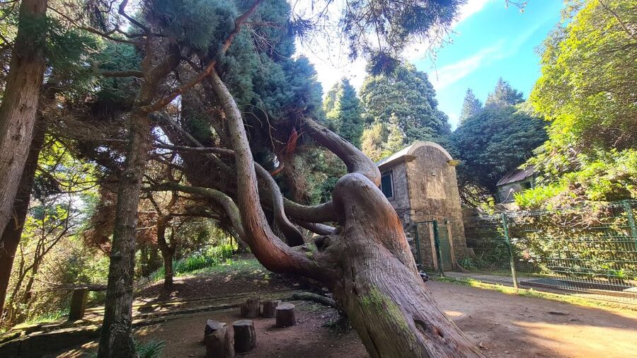 Camacha: Levada Trail e-Bike Guided Tour - Eucalyptus woods and Madeira’s laurel forest