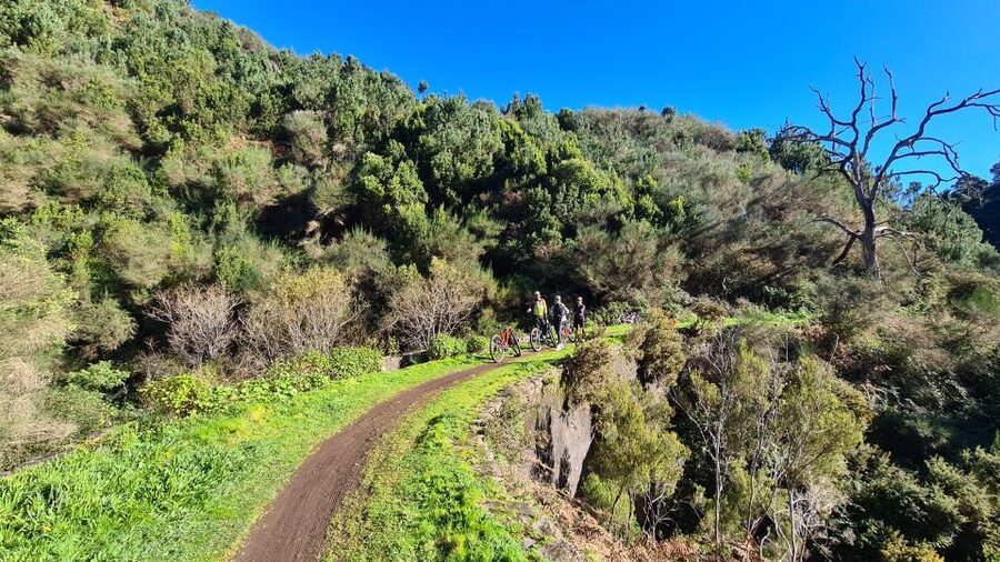 Camacha: Levada Trail e-Bike Guided Tour - The water mill and the unusual tree
