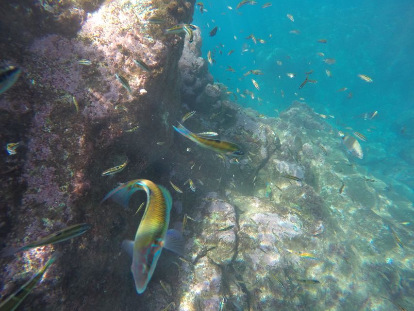 Caniço, Madeira: Marine Reserve Kayak & Snorkelling Tour - Is $57 a good price?