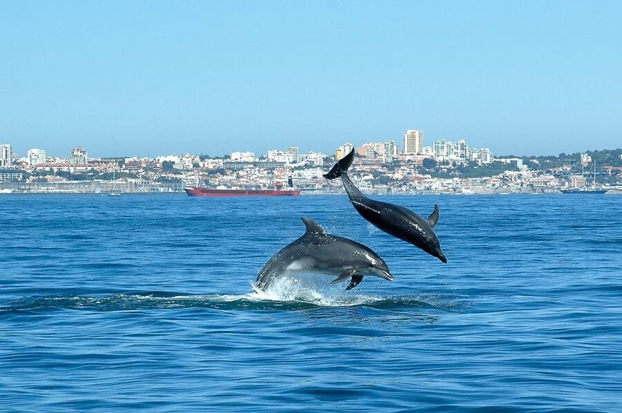 Cascais: Dolphin Watching Speedboat Tour - Practical ways to improve your chances
