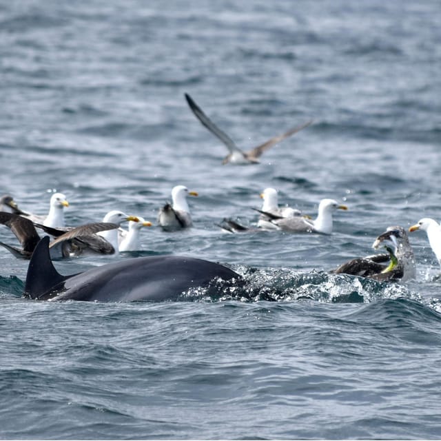 Cascais: Dolphin Watching Speedboat Tour - Why this Cascais boat trip is worth considering