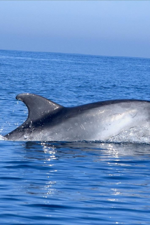 Cascais: Dolphin Watching Speedboat Tour - The speedboat ride out from Cascais