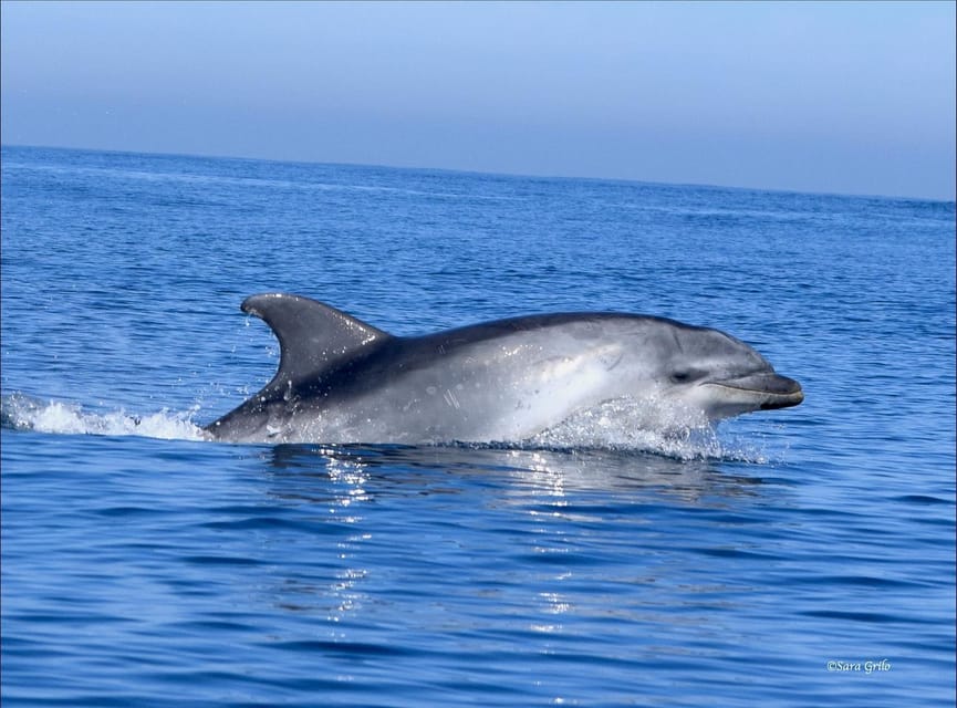 Cascais: Dolphin Watching Speedboat Tour - Searching for dolphins, whales, and seabirds