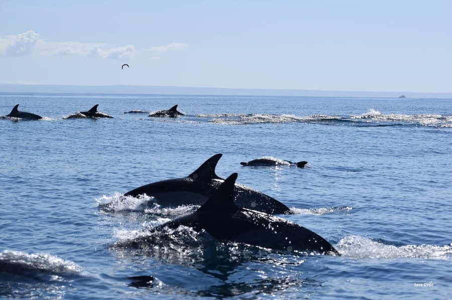 Cascais: Dolphin Watching Speedboat Tour - How weather changes the experience