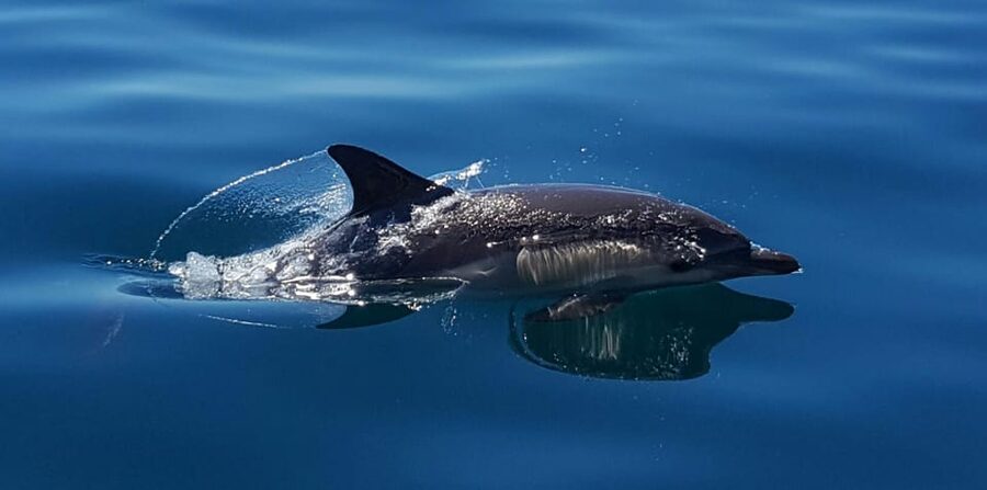 Cascais: Dolphin Watching Speedboat Tour - Wildlife ethics are part of the value