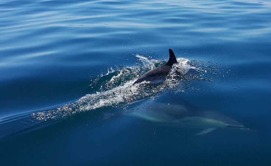 Cascais: Dolphin Watching Speedboat Tour - Is $76 a fair price for two hours?