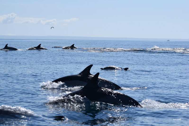 Cascais: Dolphin Watching Speedboat Tour - Meeting at Cascais Marina Pier M