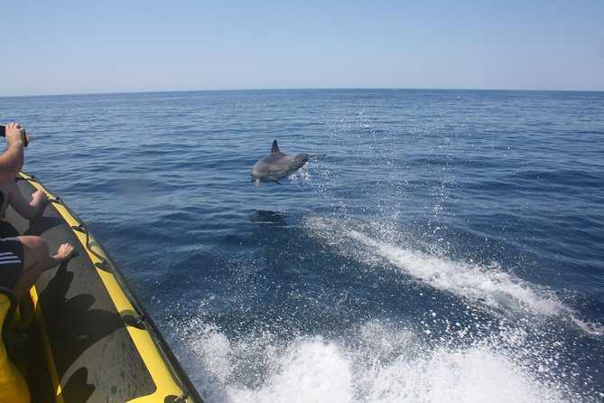 Caves and Dolphin Watching Cruise from Albufeira - Dream Wave and the first run along the cliffs