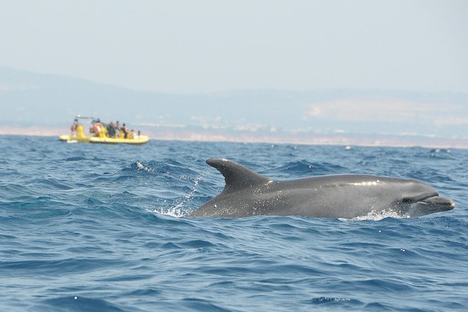 Caves and Dolphin Watching Cruise from Albufeira - Swim stop, sun, and the practical comfort level