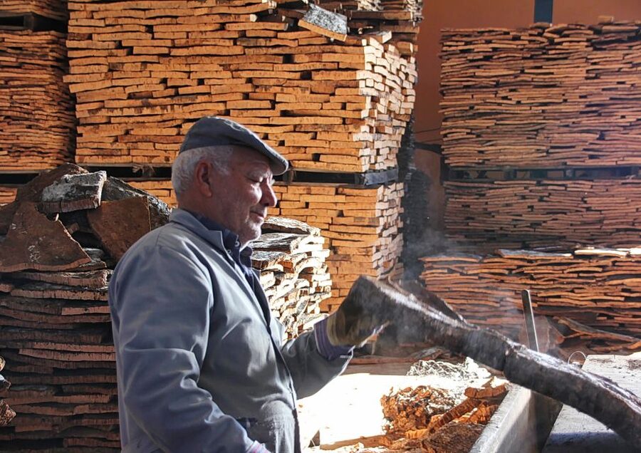 Cork Factory Tour - The opening presentation explains the cork oak