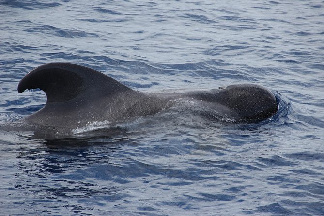 Dolphin and Whale Watching Catamaran Cruise from Funchal - Sailing beneath Cabo Girão