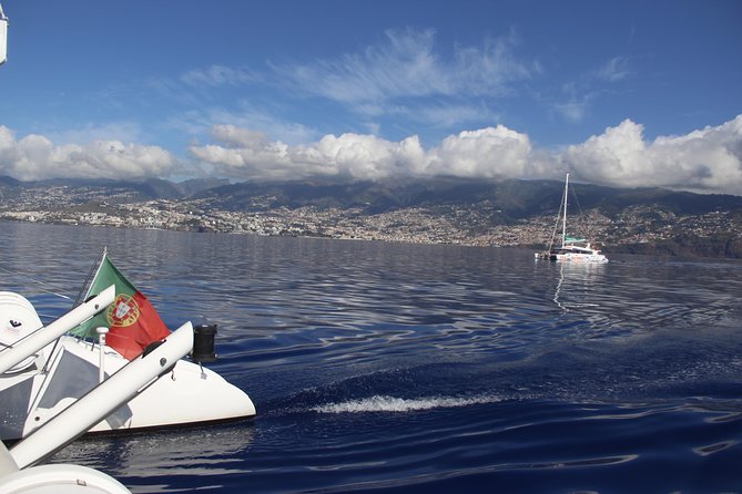 Dolphin and Whale Watching Catamaran Cruise from Funchal - Who should choose this Madeira boat trip?