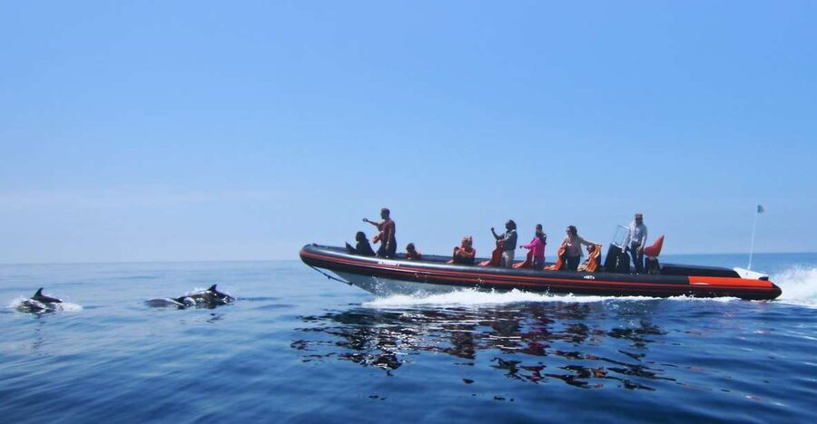Dolphin Safari and Cave Tour in Vilamoura - Searching for dolphins off the Algarve