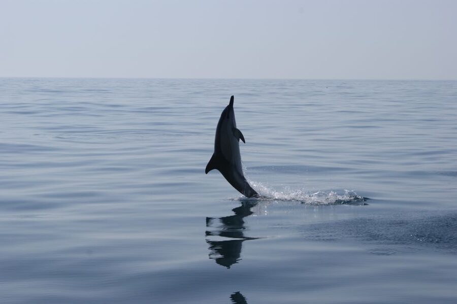 Dolphin Safari and Cave Tour in Vilamoura - Caves, cliffs, and Algarve geology