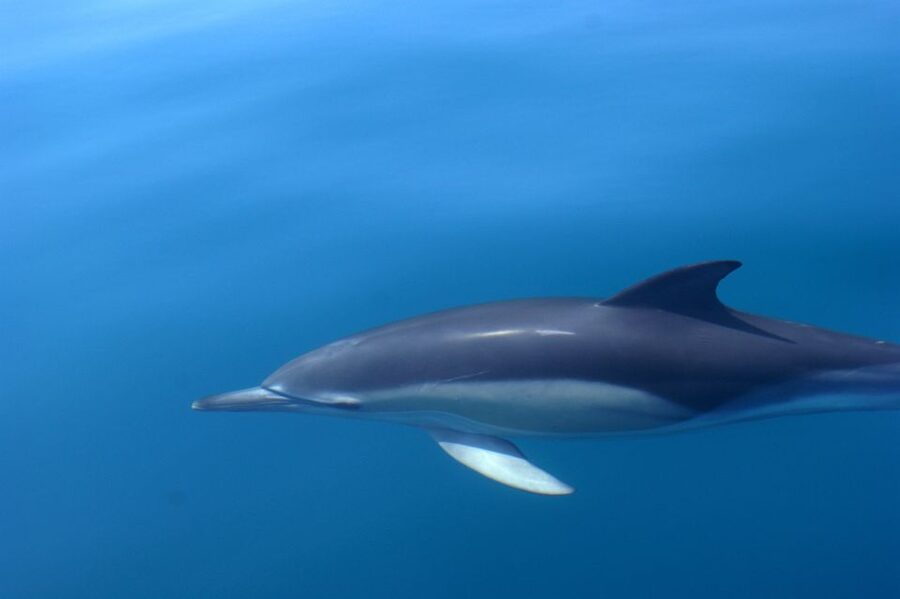 Dolphin Safari and Cave Tour in Vilamoura - How much value do you get for $47?