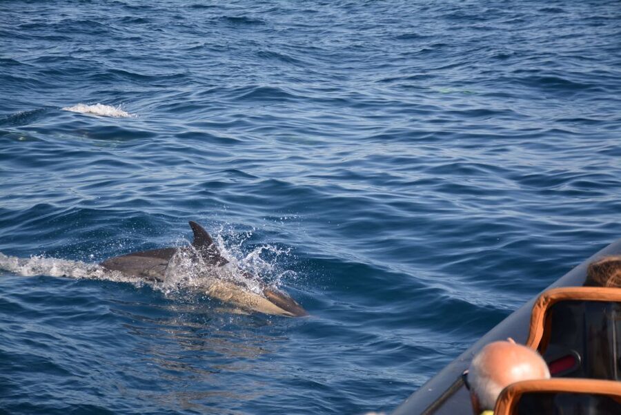 Dolphin Safari and Cave Tour in Vilamoura - Should you book it?