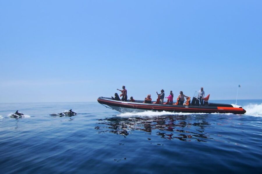 Dolphin Safari and Cave Tour in Vilamoura - A fast ride along the southern Algarve coast