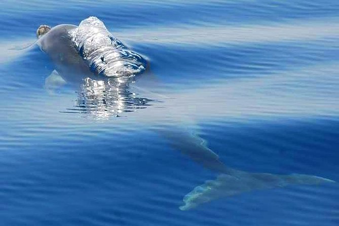 Dolphins Search and Benagil Caves from Albufeira - The dolphin search: exciting, but never certain