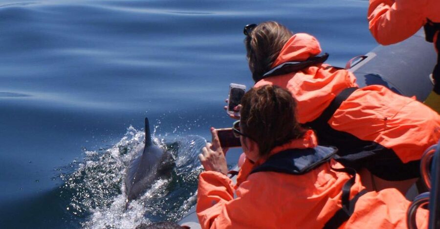 Dolphins Watching - Portimão - Setting out from Praia da Rocha
