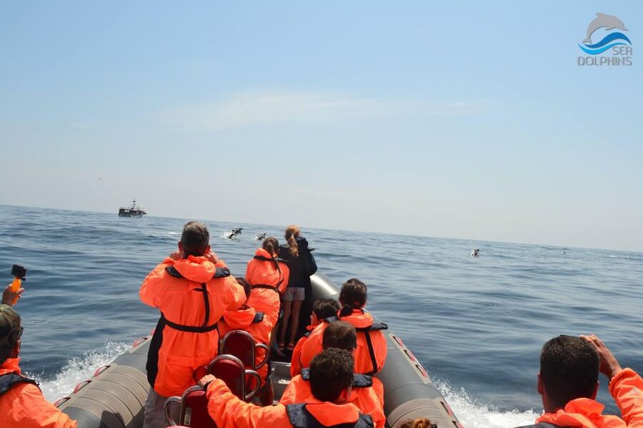 Dolphins Watching - Portimão - Should you book Dolphins Watching in Portimão?