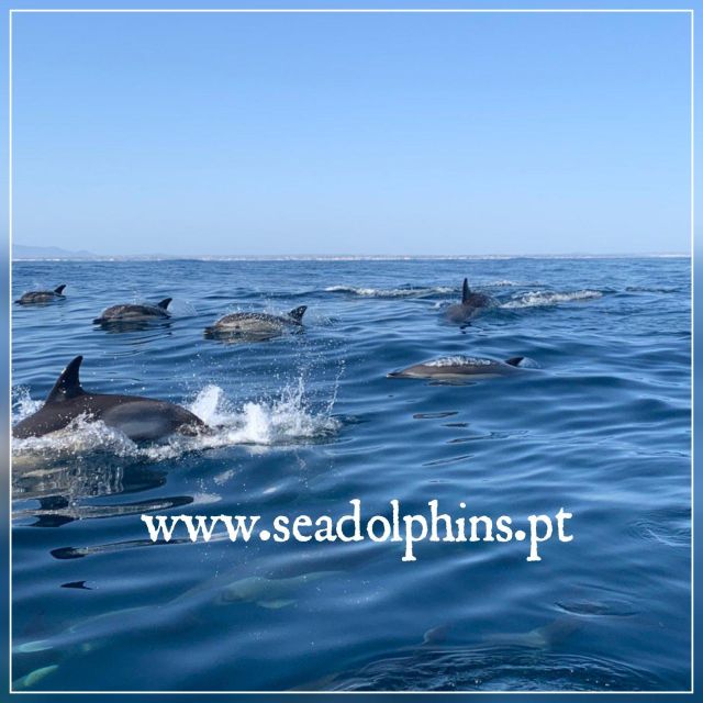 Dolphins Watching - Portimão - What a good sighting can look like