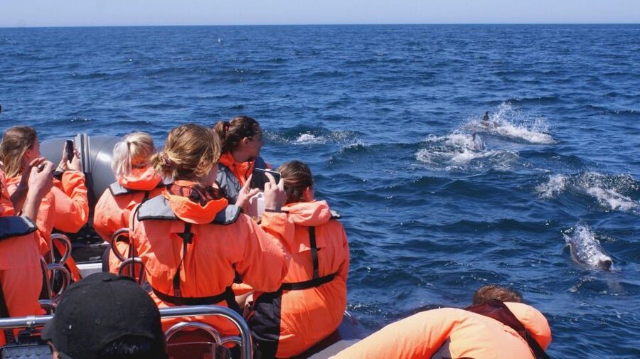 Dolphins Watching - Portimão - Why the natural setting matters