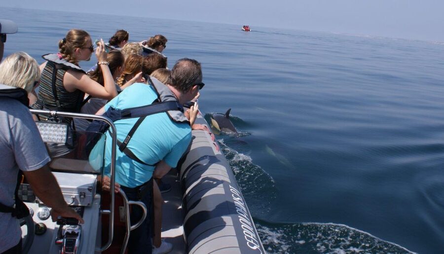 Dolphins Watching - Portimão - Value at $41 per person