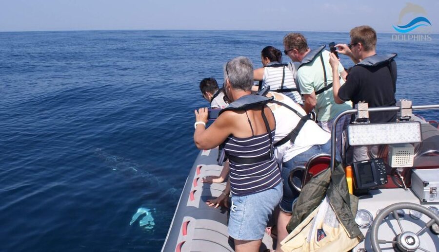 Dolphins Watching - Portimão - A few practical ways to prepare