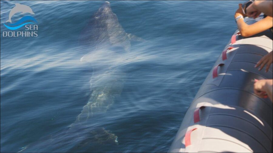 Dolphins Watching - Portimão - The return to Seadolphins