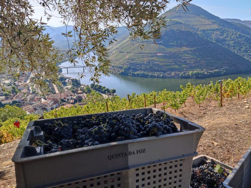 Douro Valley: (Pinhão) Quinta da Foz - Tour&Tasting 5 WINES - Who will enjoy this one-hour visit most?