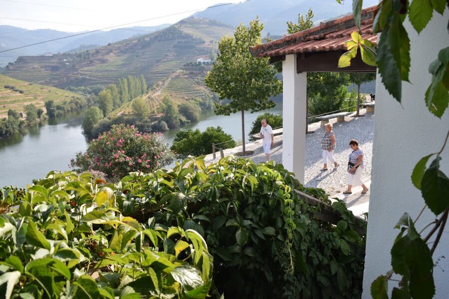 Douro Valley: Premium Port Tasting Winery Tour & River Views - Vineyards, olive groves, and Douro River views