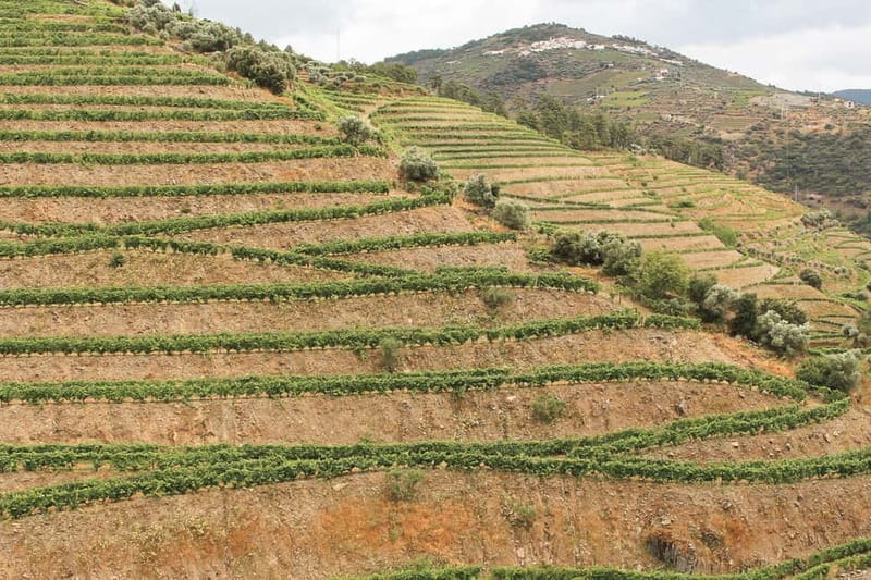 Douro Valley: Real Small-Group, Wine Tasting, Lunch & Boat - Who Should Book This Experience?