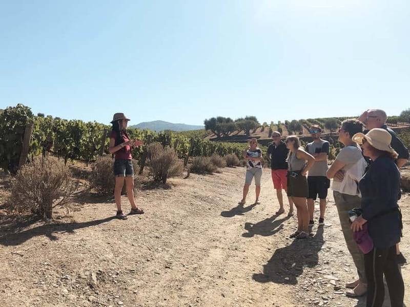 Douro Valley: Real Small-Group, Wine Tasting, Lunch & Boat - The Scenic Return to Porto