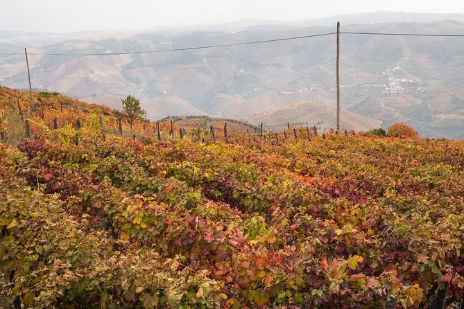 Douro Valley Small-Group Tour with Wine Tasting, Lunch and Boat - First estate: Douro DOC wine and family winemaking
