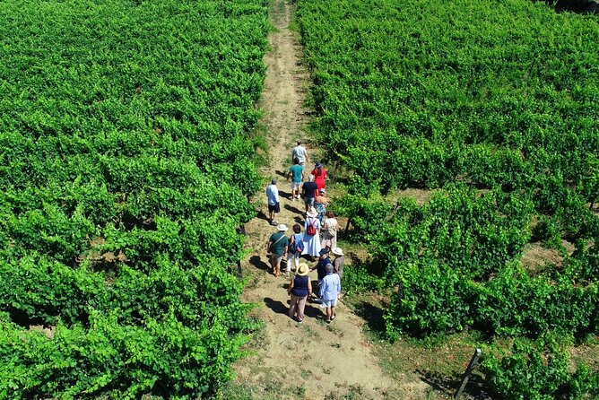 Douro Valley Tour - 3 Wine tastings, Lunch & river Cruise - Why this Douro Valley day works so well