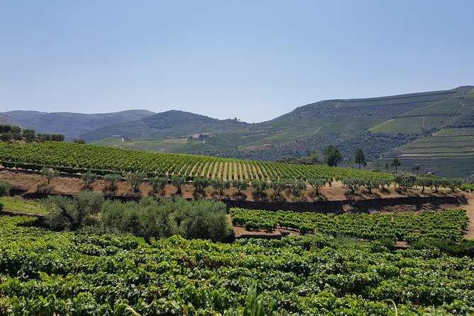 Douro Valley Wine Tour: 3 Vineyard Visits, Wine Tastings, Lunch - Folgosa and a historic Port estate