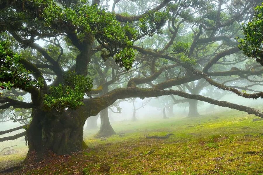 Fanal / Assobiadores - Levada Walk - From Paul da Serra’s open plateau to Fanal’s old trees