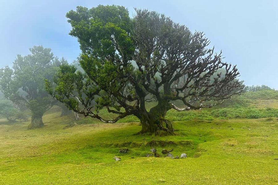 Fanal / Assobiadores - Levada Walk - Should you book the Fanal and Assobiadores walk?